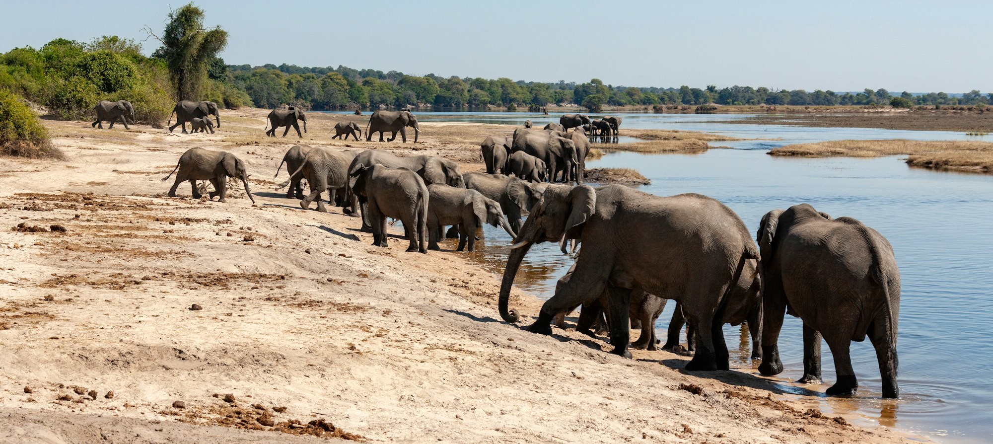 African Elephants - Botswana